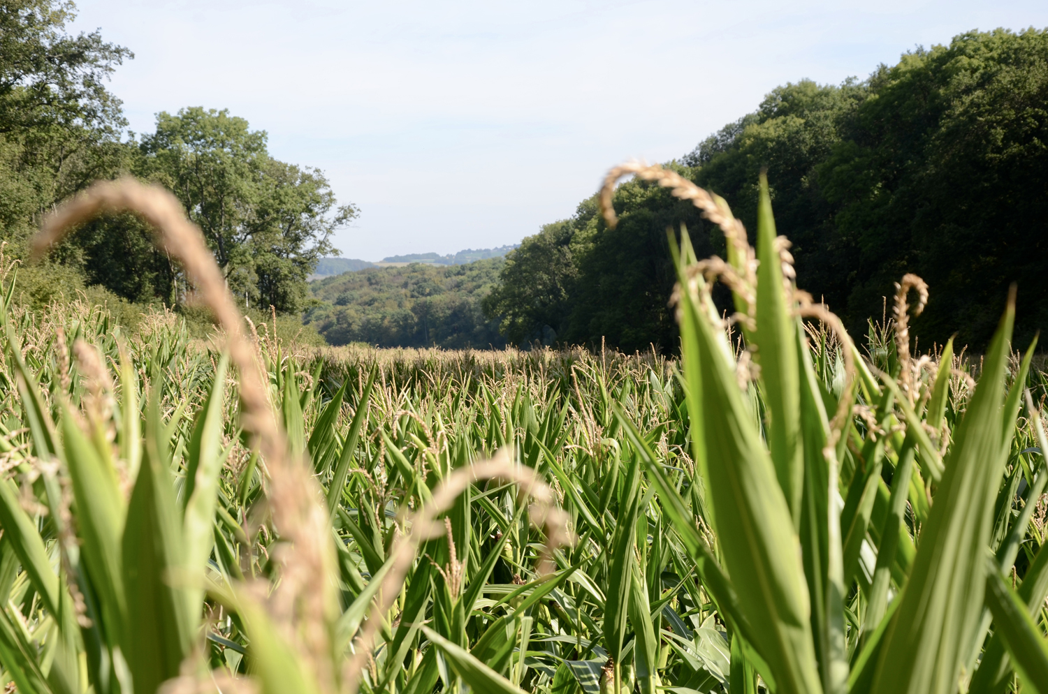 rustiek-landschap bed & breakfast gulpen